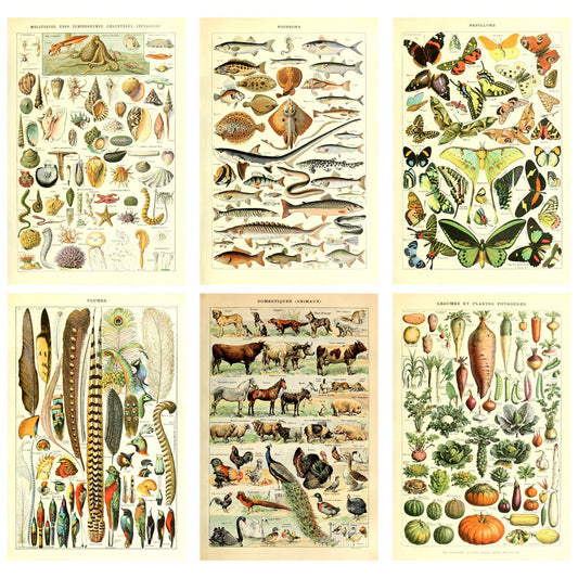 Meishe Art Poster Print Vintage Biology Botanical Science Wall Decor Sea Creature Animals Seashell Fish Marine Life Vegetables Birds Feather Butterflies Breeds Species Identification Set of 6pcs