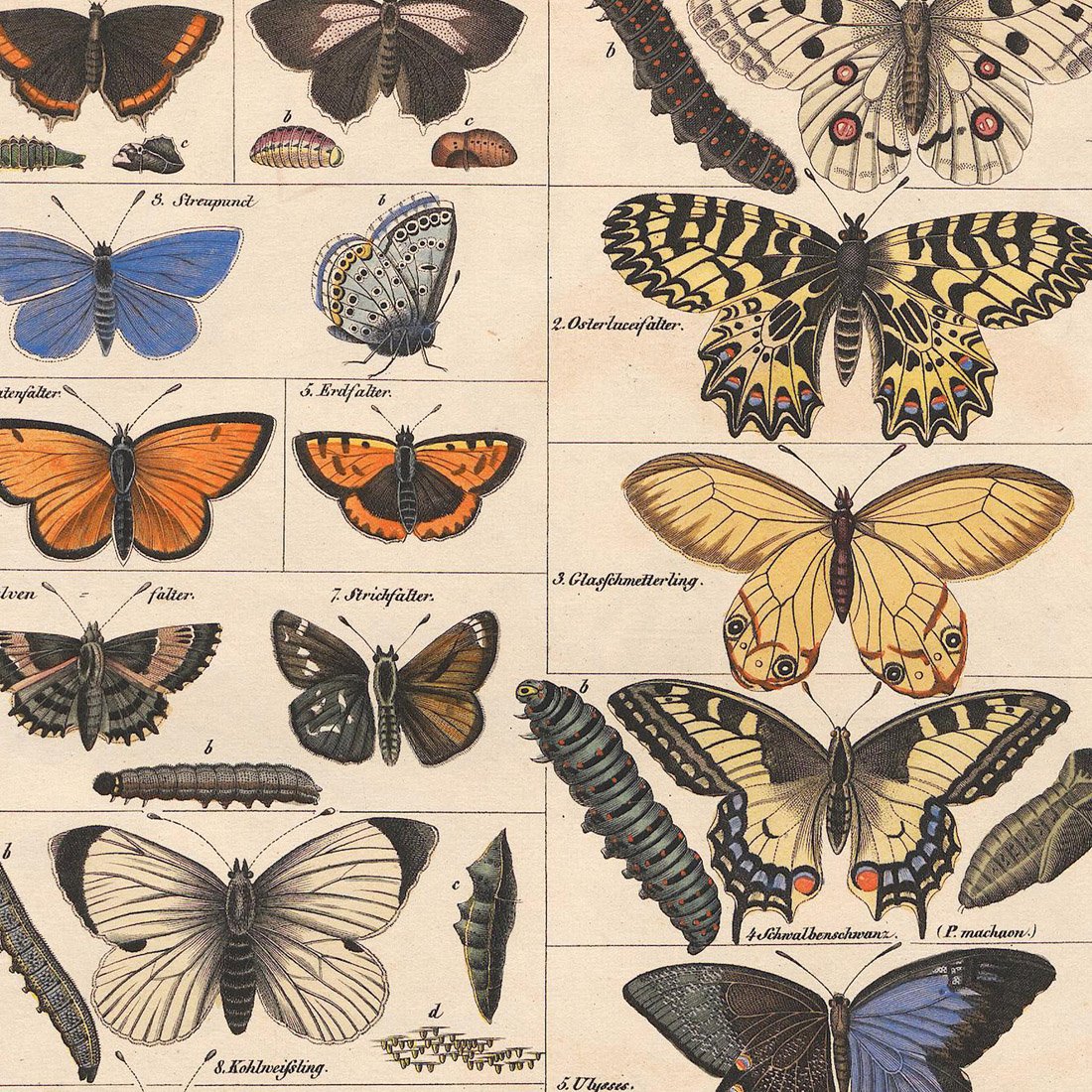Meishe Art Poster Print Vintage Butterflies Insects Butterfly Breeds Collection Species Identification Reference Chart Pop Classroom Club Home Wall Decor (15.75''x19.69'')