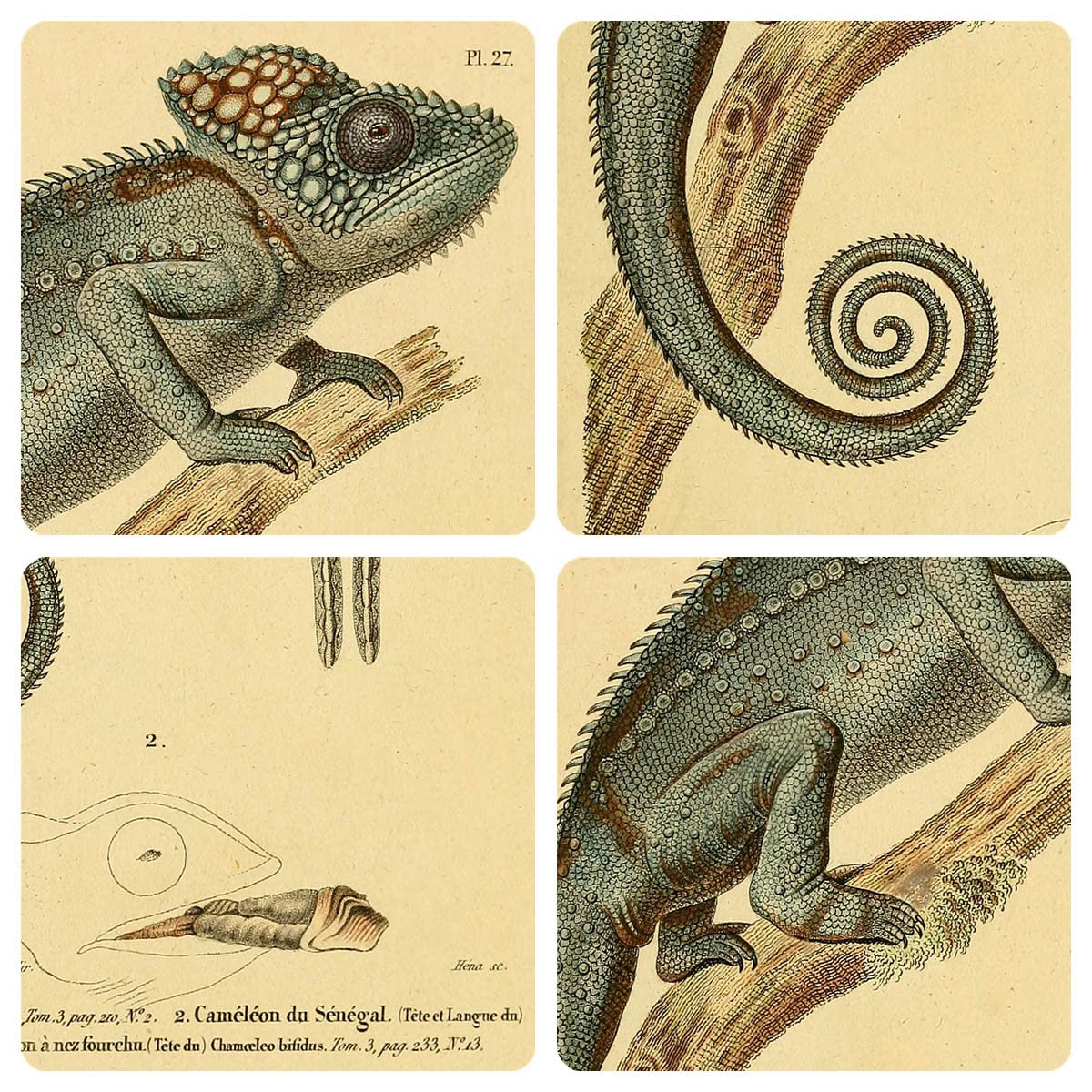 Meishe Art Poster Print Chameleon Reptiles Vintage Illustration Animal Lizard Natural History Scientific Wildlife Drawing Classroom Club Home Wall Decor
