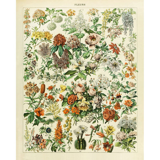 Meishe Art Vintage Poster Print Biology Botanical Science Wall Decor Sea Creature Animals Seashell Vegetables Birds Breeds Species Eggs Identification Chart Flowers Blooming Floral Set of 6pcs