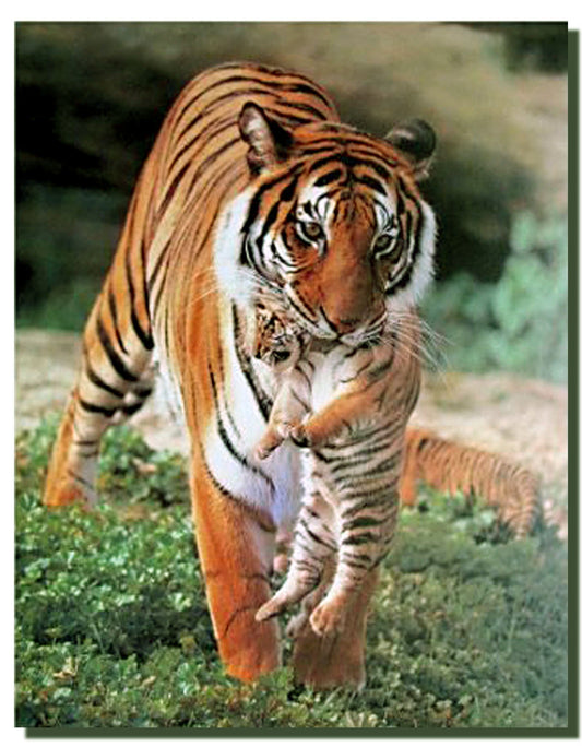 Wild Animal Wall Decor Bengal Tiger and Cub Art Print Poster (16x20)