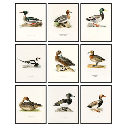 97 Decor Mallard Duck Decor - Duck Decorations for Home, Mallard Duck Pictures Wall Decor, Vintage Waterfowl Print Bird Hunting Painting, Duck Breed Knowledge Poster Nursery Art (8x10 UNFRAMED)