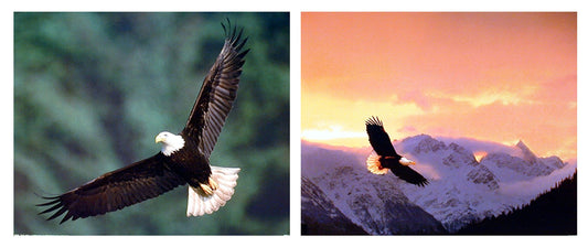 Impact Posters Gallery Flying Bald Eagle Bird Sunset Wildlife Animal Picture Two Set 16x20 Wall Decor Art Print Poster