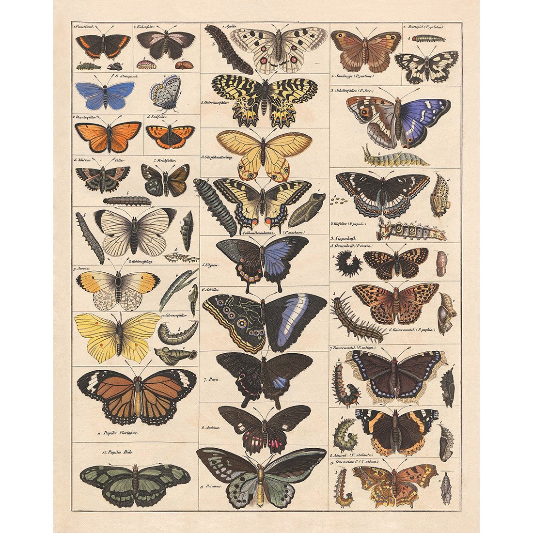 Meishe Art Poster Print Vintage Butterflies Insects Butterfly Breeds Collection Species Identification Reference Chart Pop Classroom Club Home Wall Decor (15.75''x19.69'')