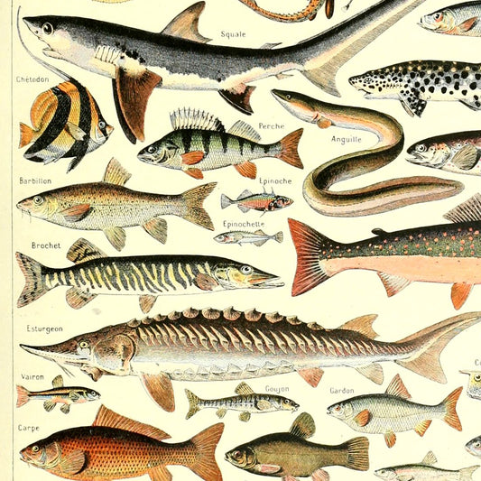 Meishe Art Fishes Poster Print Breeds Species Collection Biology Science Sealife Sea Marine Life Illustration Wall Decor Vintage Chart Identification Reference (20.87'' x 31.5'')
