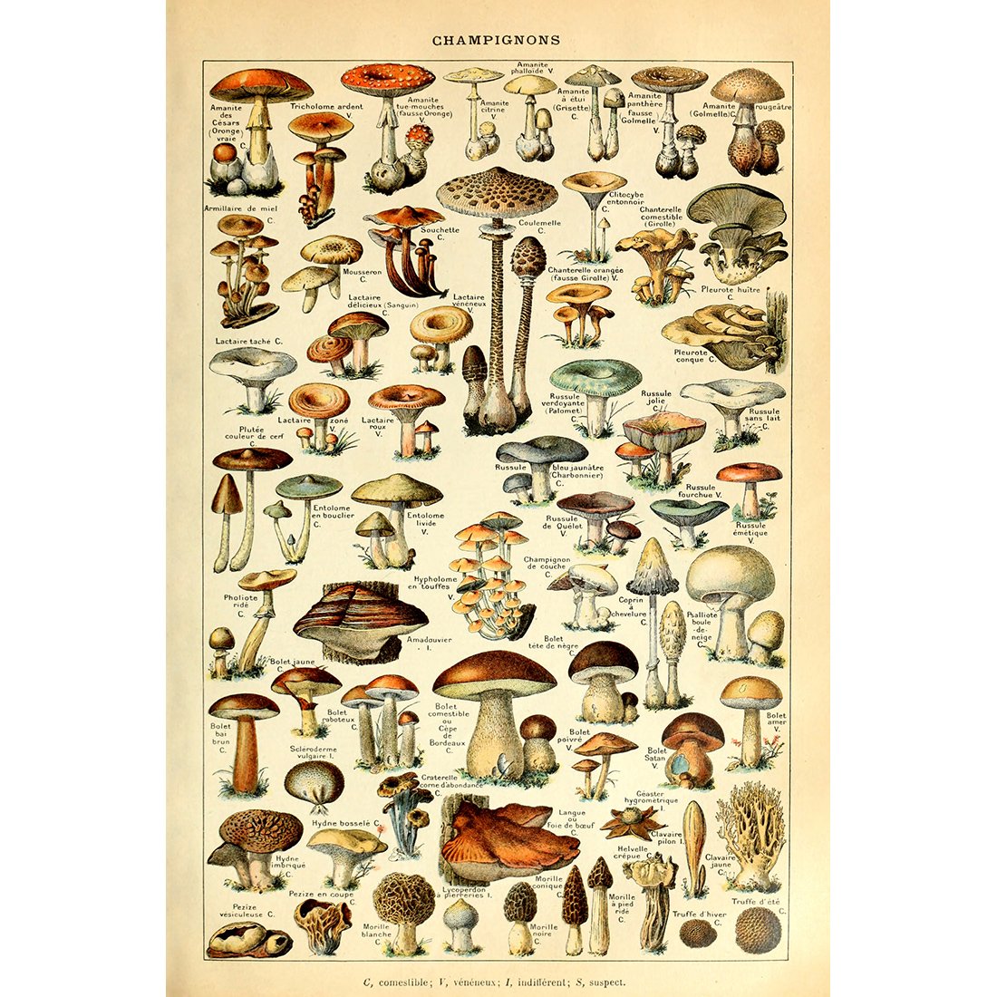 Meishe Art Vintage Poster Print Mushrooms Champignons Identification Reference Chart Diagram Illustration Botanical Educational Wall Decor