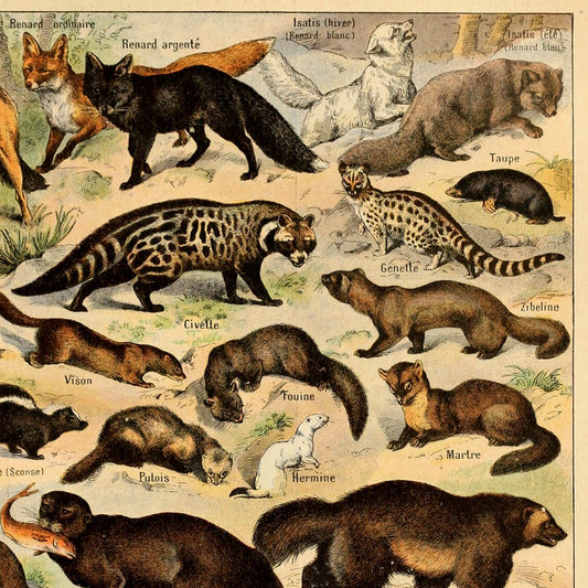 Meishe Art Poster Print Wild Animal Species Fox Horse Goat Swan Rabbit Squirrel Collection Biology Wall Decor Vintage Eduicational Science Illustration (20.87'' x 31.50'')