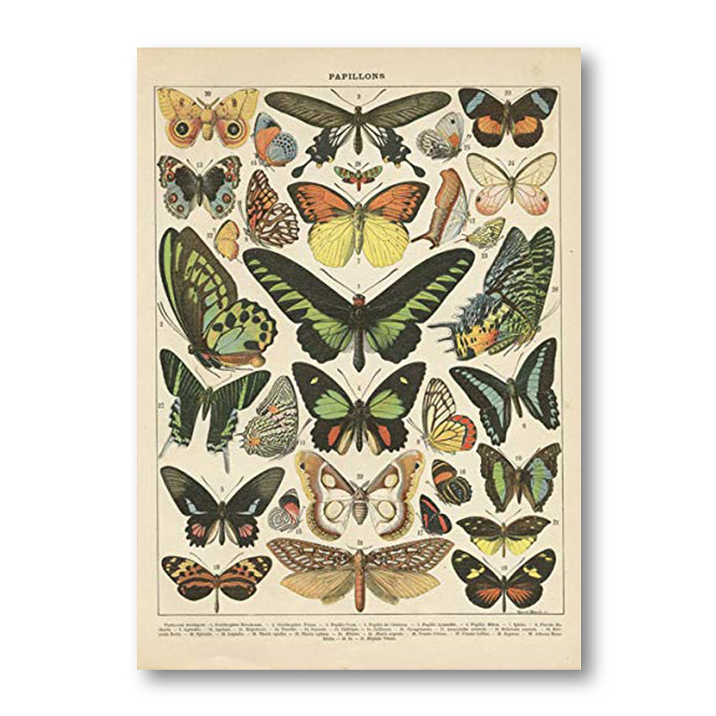 2 Pack Vintage Butterfly Poster, Retro Style Canvas Wall Decor Art Painting,Without Fading(11" x14")