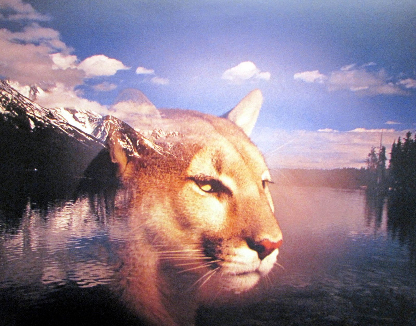 Grand Teton Mountain Spirit Of Lion Animal Print Wall Decor Art Poster (16x20)