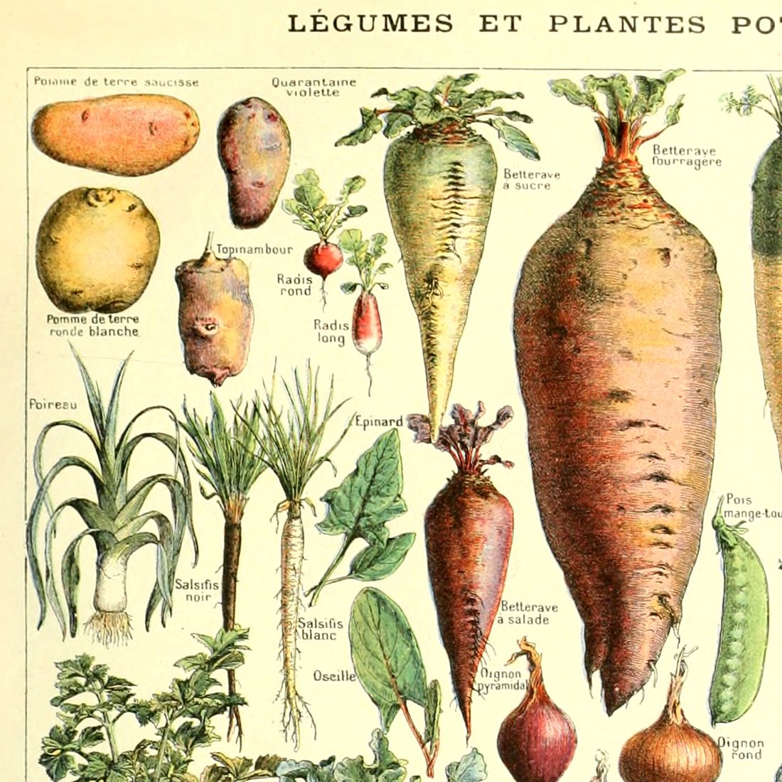 Meishe Art Poster Vegetable Print Vintage Kitchen Botanical Science Plant Carrot Pumpkin Potato Illustration Home Wall Decor Identification Reference Chart (15.75'' x 23.62'')