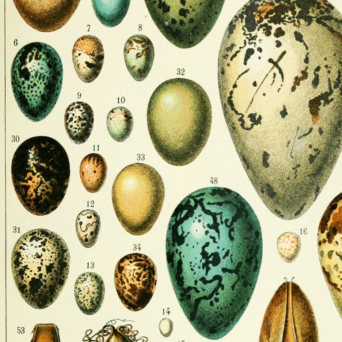 Meishe Art Poster Print Birds Colorful Eggs Collection Species Aves Beautiful Vintage Illustration Home Wall Decor Identification Reference Chart (14.57'' x 19.69'')