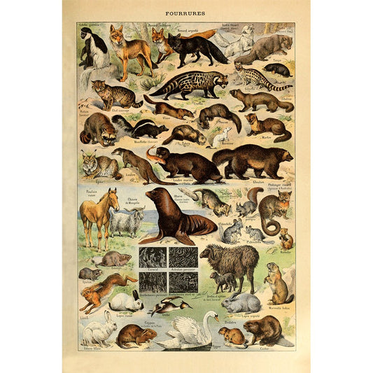 Meishe Art Poster Print Wild Animal Species Fox Horse Goat Swan Rabbit Squirrel Collection Biology Wall Decor Vintage Eduicational Science Illustration (20.87'' x 31.50'')