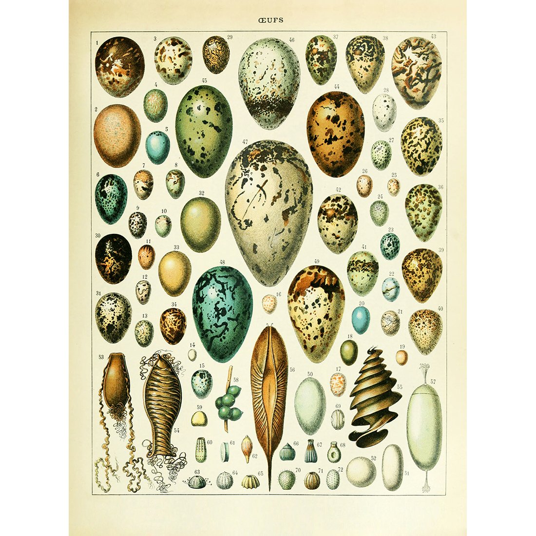 Meishe Art Poster Print Birds Colorful Eggs Collection Species Aves Beautiful Vintage Illustration Home Wall Decor Identification Reference Chart (14.57'' x 19.69'')