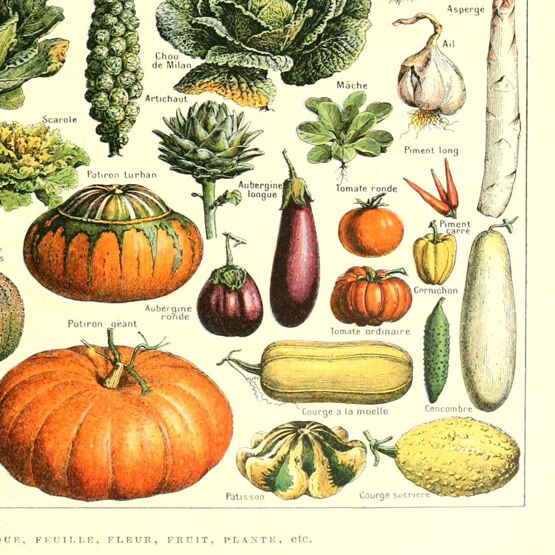 Meishe Art Poster Vegetable Print Vintage Kitchen Botanical Science Plant Carrot Pumpkin Potato Illustration Home Wall Decor Identification Reference Chart (15.75'' x 23.62'')