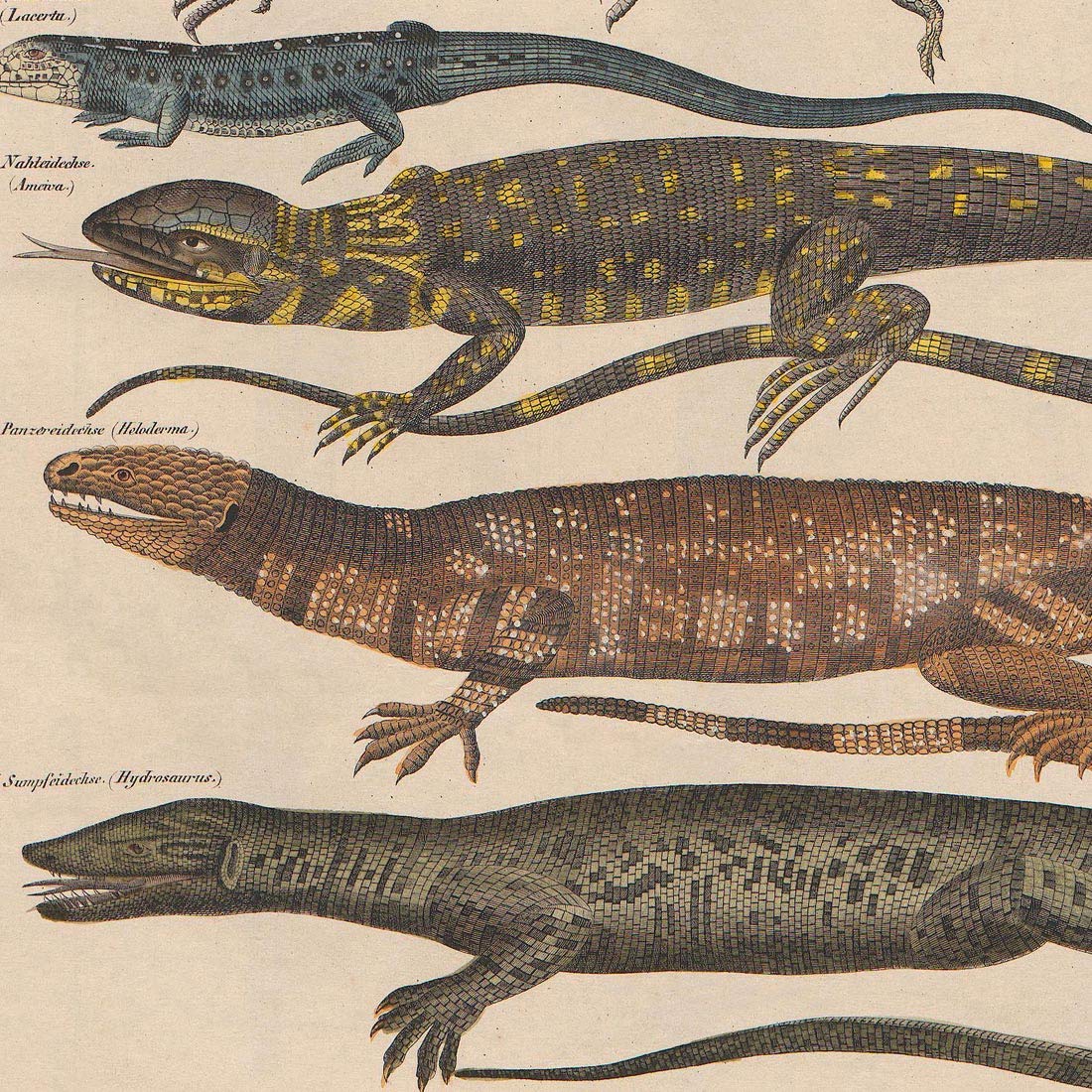 Meishe Art Poster Print Vintage Wild Animals Reptiles Reptilian Lizard Species Breeds Identification Reference Collection Club Classroom Beautiful Scientific Home Wall Decor