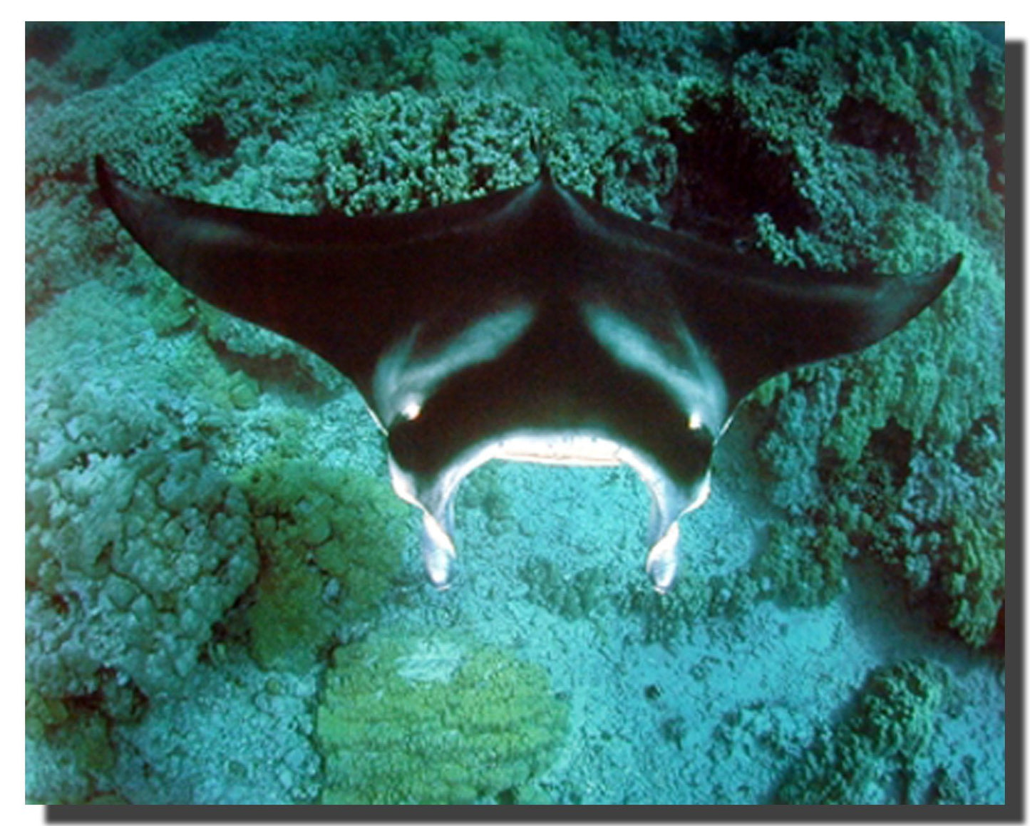 Underwater Ocean Animal Manta Ray Sea Life Nature Wall Decor Art Print Posters (16x20)