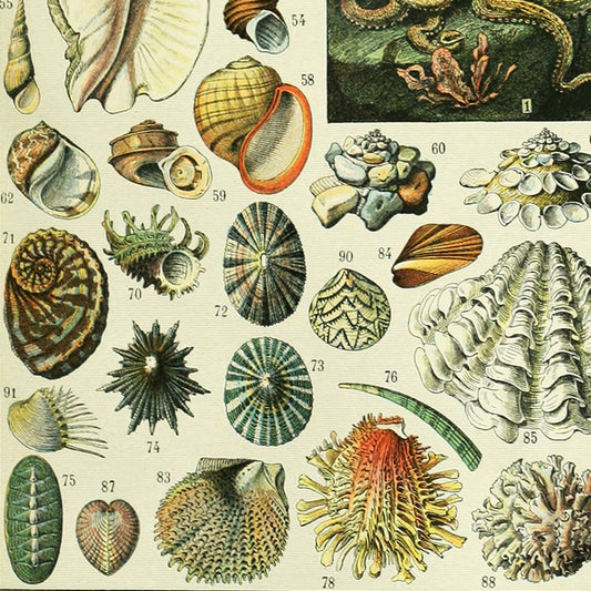 Meishe Art Poster Print Conch Mollusks Mollusc Sea Creature Seashell Marine Life Illustration Educational Vintage Wall Decor Identification Reference Chart (20.47'' x 27.56'')