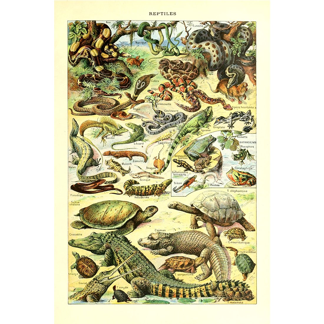 Meishe Art Poster Print Wild Animals Species Reptiles Turtle Snake Illustration Vintage Wall Decor Biology Science Identification Reference Collection Educational Chart (15.75'' x 23.62'')