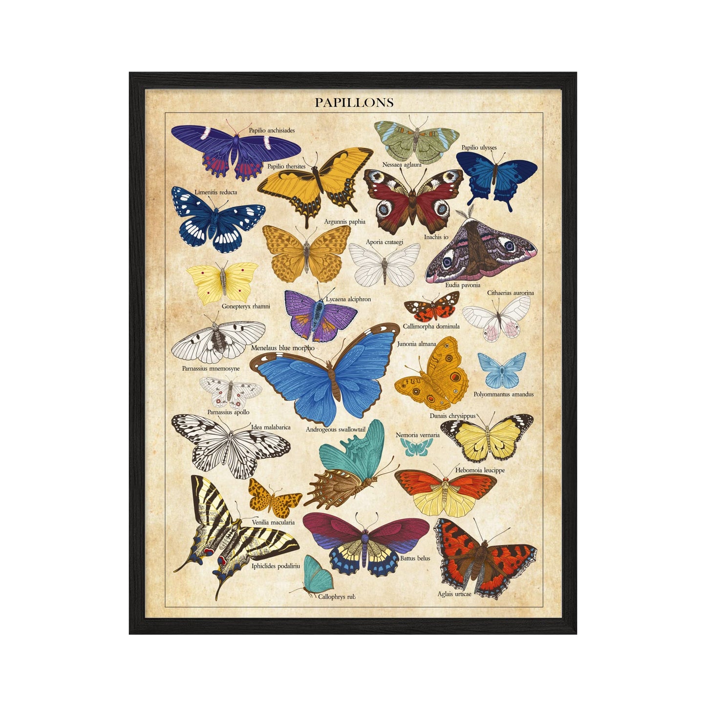 Insire Vintage Butterfly Poster - Aesthetic Butterfly Prints Wall Art, Butterfly Room Decor Aesthetic, Vintage Butterfly Wall Art, Butterfly Art Wall Decor - Unframed Set of 1 (11x14”)