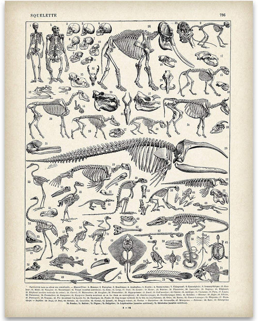 Animal Skeletons Bones Illustration - 11x14 Unframed Art Print - Biology Decor - Skeleton Poster of Animal Bones - Animal Posters of Skull and Bones