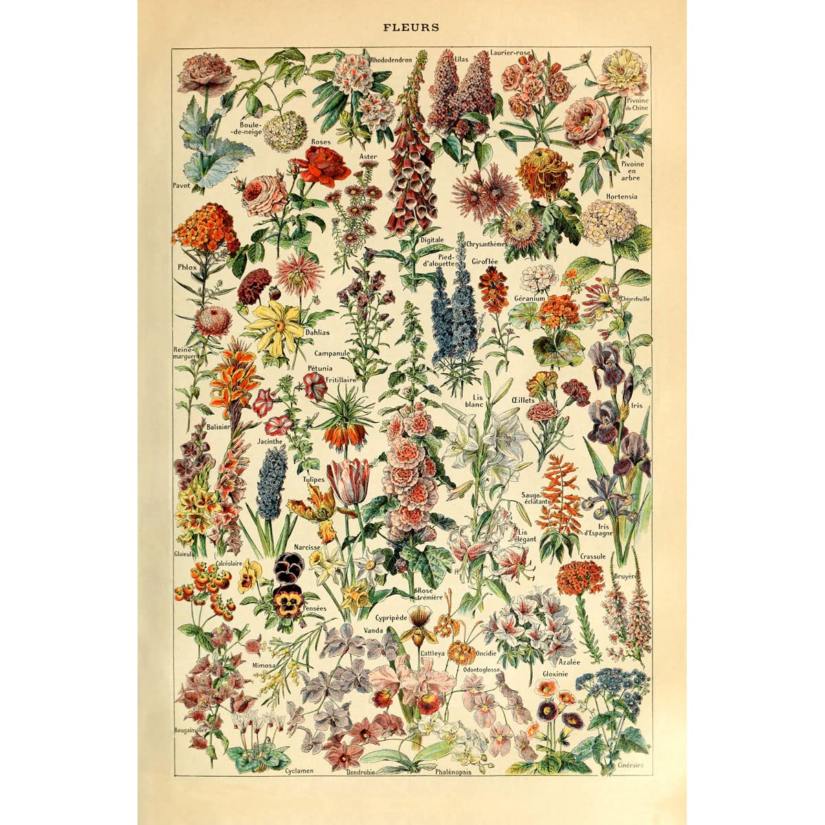 Meishe Art Print Mushrooms Flower Floral Vintage Poster Fruits Insects Fishes Birds Animals Marine Life Botanical Wall Scientific Illustration Home Decor Breeds Species Identification Set of 6pcs