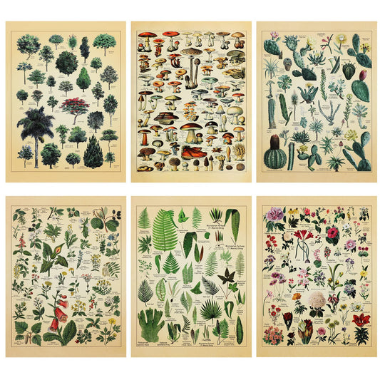 Set of 6 Plant Poster Vintage Botanical Prints 12 x 16 Inch Decorative Wrap Poster Tree Wall Art Picture Vintage Mushroom Decor Floral Nature Poster for Wall Cactus Posters Prints