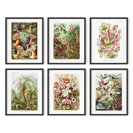 HAUS AND HUES Haeckel Posters & Vintage Botanical Prints - Set of 6 Vintage Plant Poster Wildflower Prints & Vintage Nature Prints | Flower Posters and Prints Botanical Print Set UNFRAMED (8"x10")